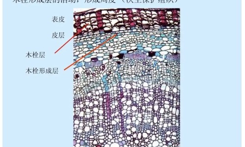 前位子宫和后位子宫哪个显怀-前后位子宫有什么区别网 - 网站提供前位子宫和后位子宫哪个显怀小常识、前位子宫后位子宫